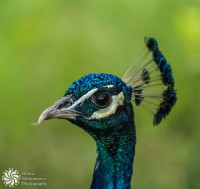 /album/zhivotni-animals/okoto-na-pauna-eye-of-the-peacock-jpg/